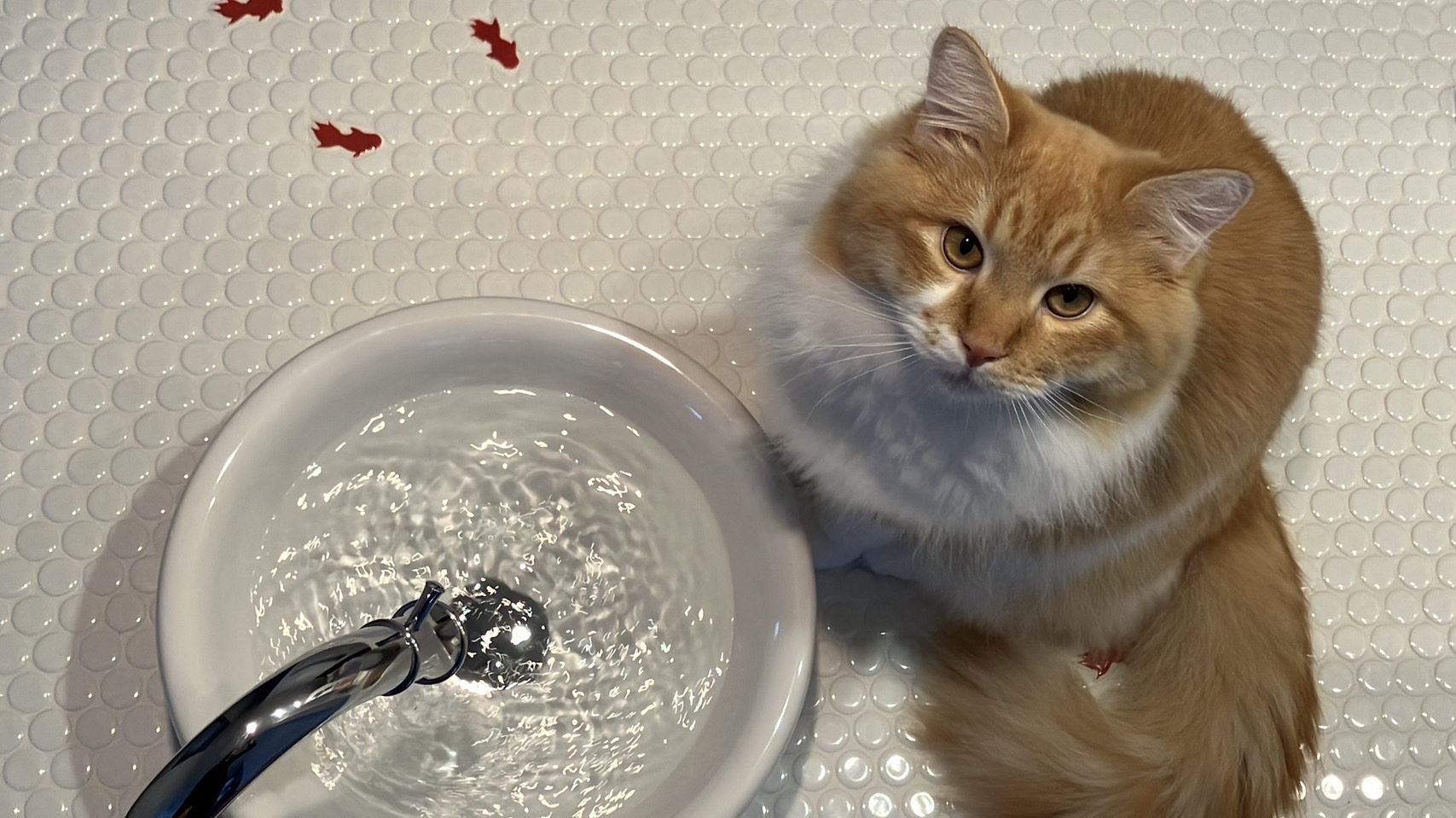 猫のためのリフォームで洗面台が生まれ変わる！快適×かわいい造作水飲み場のある暮らし